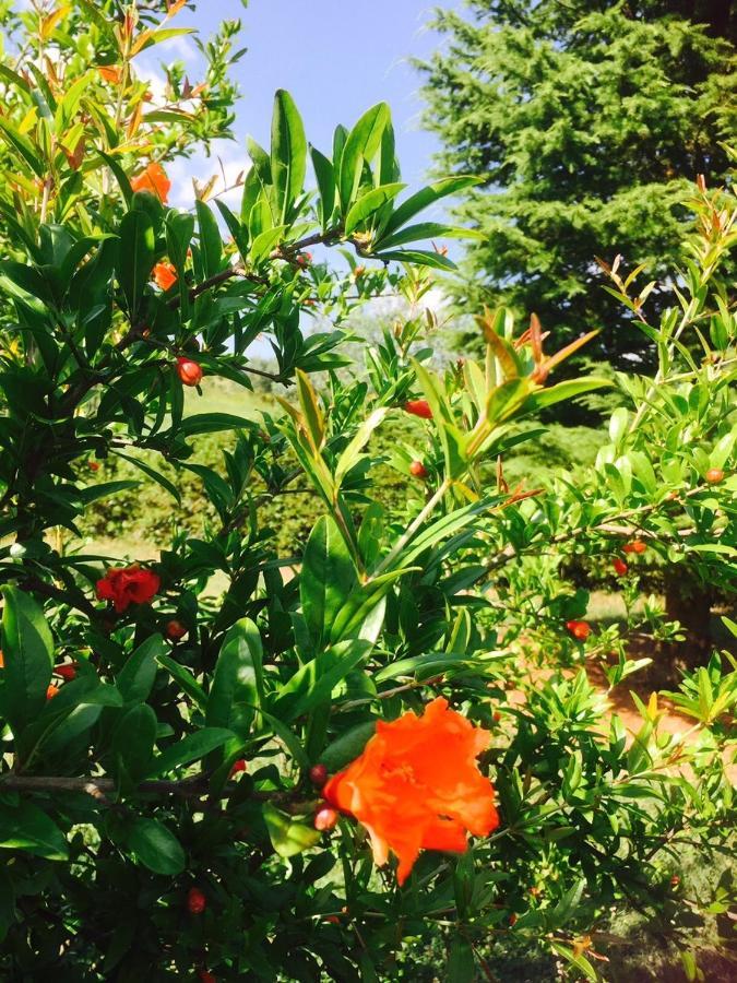 Rosso Del Chianti Bed & Breakfast Panzano in Chianti ภายนอก รูปภาพ